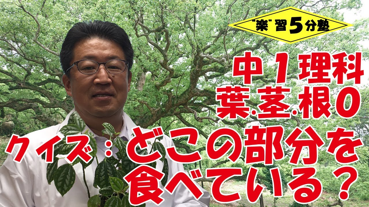 中１理科 植物 葉 茎 根０ 導入 クイズ サツマイモ ジャガイモ 玉ねぎ みょうがはどこの部分を食べているでしょうか Youtube
