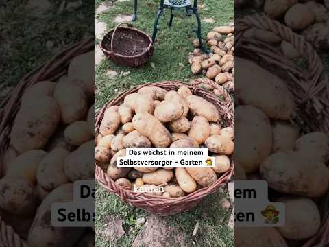 Die Wachsbohnen sind eine große Empfehlung! ☺️