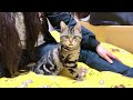 【特別編】妹の筋トレ中に我慢できず参加しに来てしまった猫w