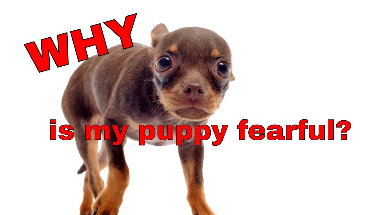 What do you do about your fearful puppy