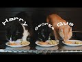 cooking for my cats