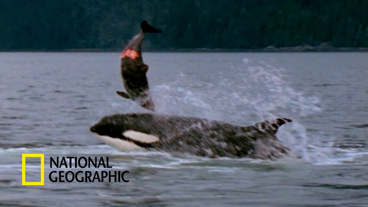 백상아리도 먹어 치우는 최상위 포식자 범고래