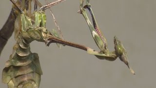 Green Violin Mantis Molt