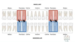 Differences between maxillary & mandibular premolars
