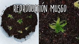 Reproducción y cultivo de musgo Sphagnum - Mini invernadero 