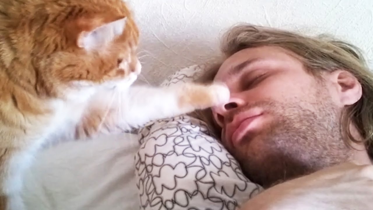 Cute Pets Waking Up Their Owners ⏰ Best Alarm Clock Ever! [Funny Pets]