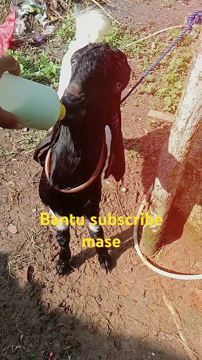 minum susu #video #shorts #kambingetawa #fyp