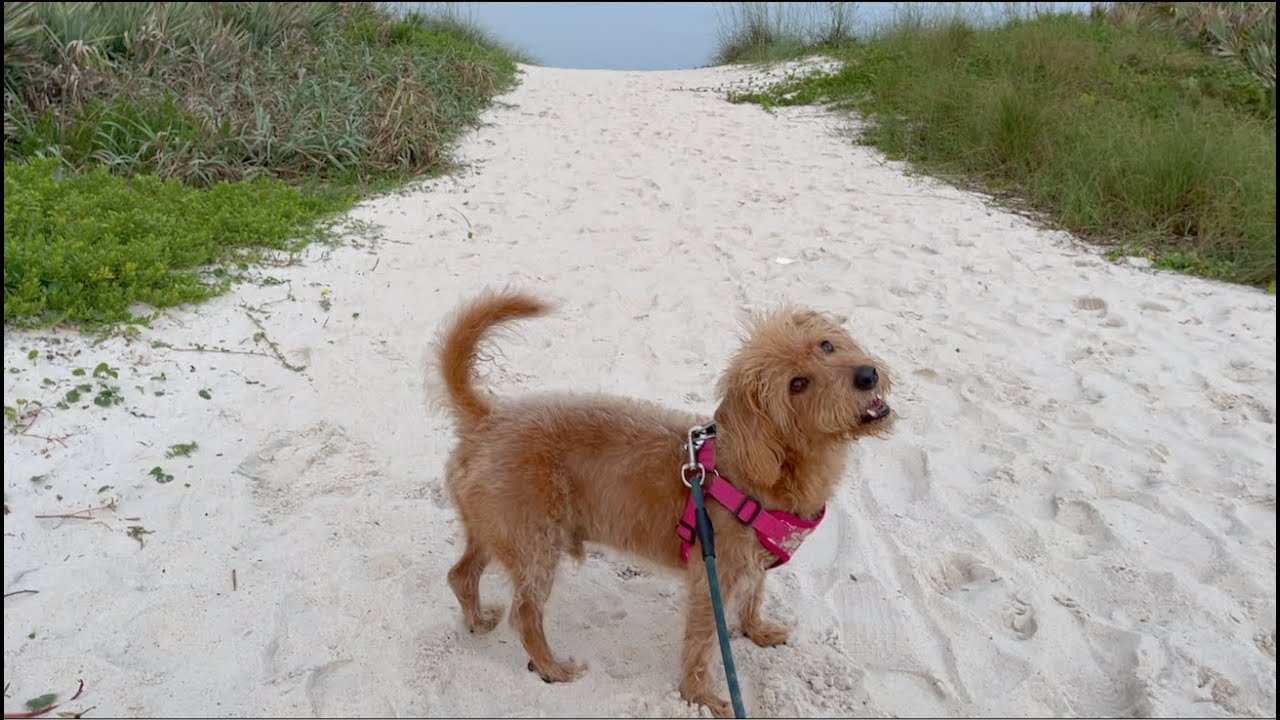 Reel Big Fish - Walter's Highlife (Official Music Video)