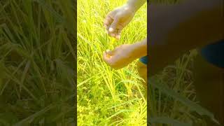 సామలు రాగులు గంటెలు మిక్షిడ్ వ్యవసాయం agriculture nature travel vlog organic farming flower