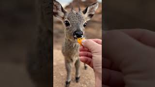 Download Lagu She Called the Baby Deer Beautiful… His Reaction Will Melt Your Heart 🦌💖 MP3