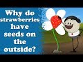 Why do strawberries have seeds on the outside  aumsum kids science education children