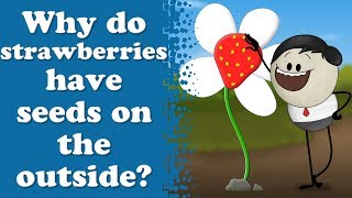 Why do strawberries have seeds on the outside? | #aumsum #kids #science #education #children