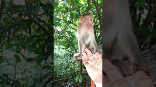 Baby bajrang. monkey love. bandar ka pyar. baby monkey and me. monkey. bandar. banara. koti. macaca