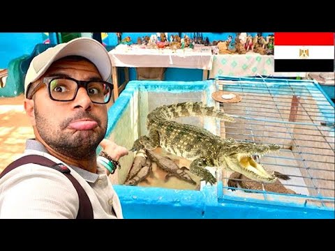 اتفاجئت من أسوان و تربية التماسيح في البيوت