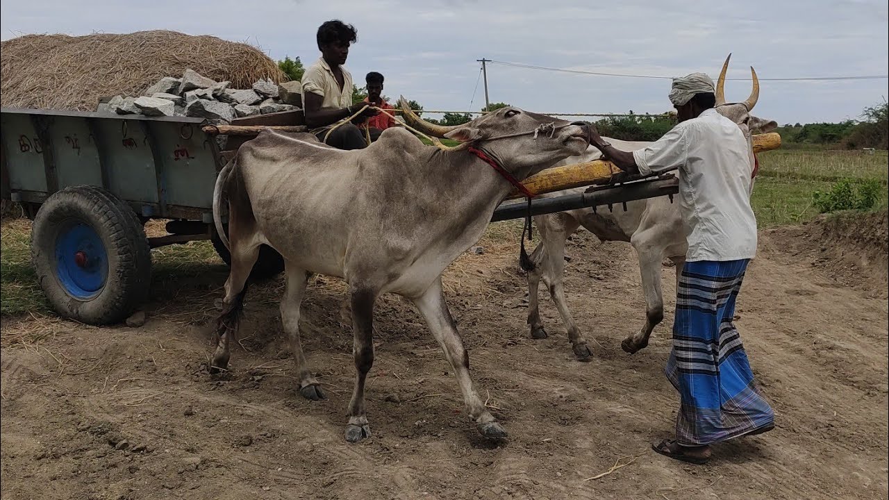 Bullockcart heavy load video | Bullockcart heavy racing video| cow videos | Bullock for sale | Bull