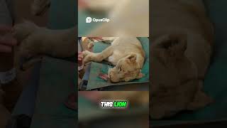 Saving Animals  Lion Surgery & Epic Wildlife Rescue
