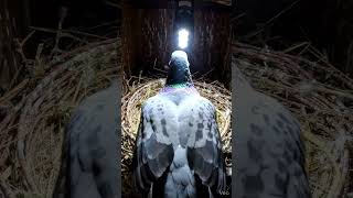 “Inside a Pigeon Nest 😳 | Micro Camera POV”