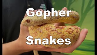 Gopher Snakes