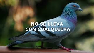 Paloma Azul - El Tigrillo Palma (LETRA)