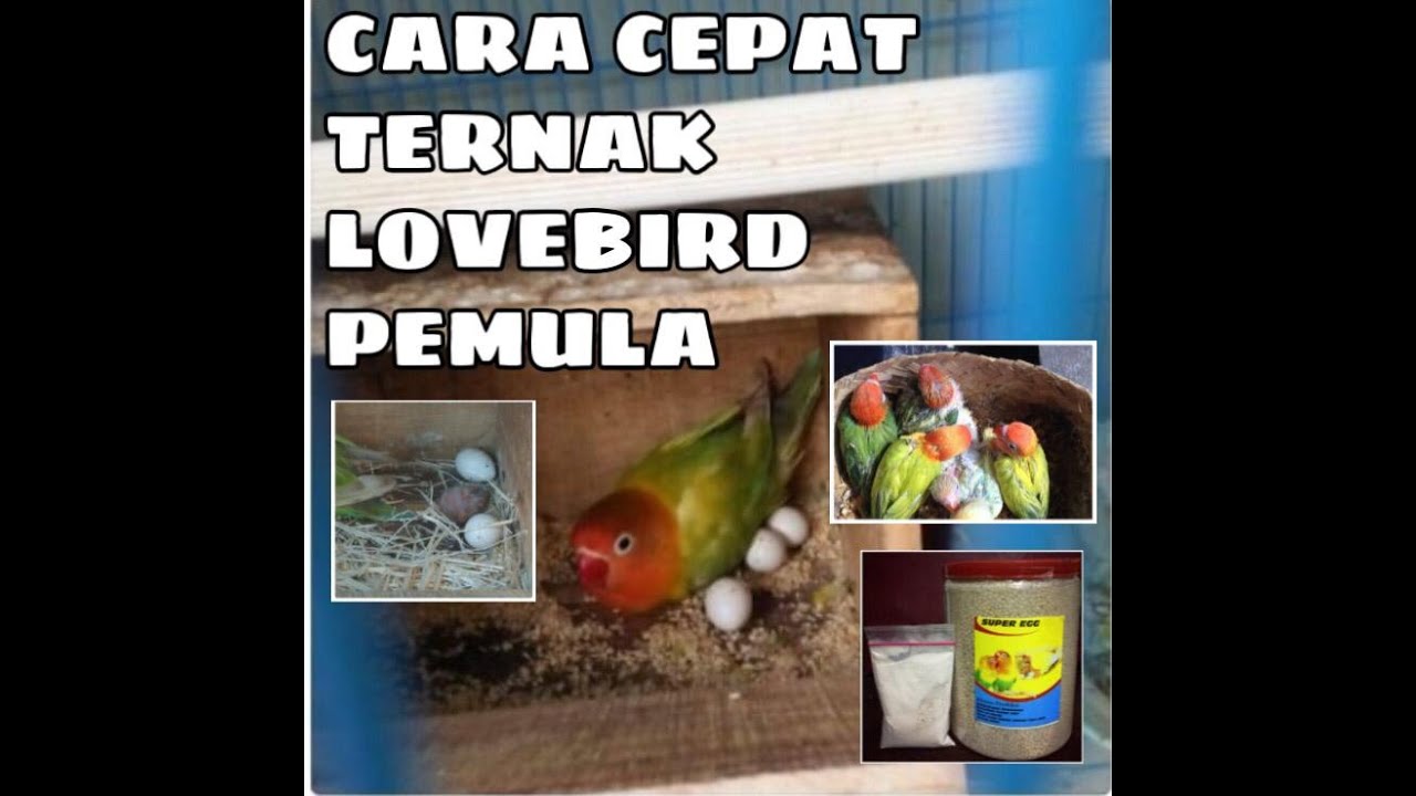 Cara cepat ternak lovebird pemula 