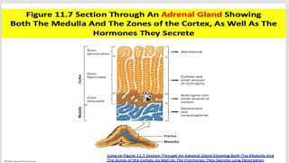 Physiology Chapter11_EndocrineA