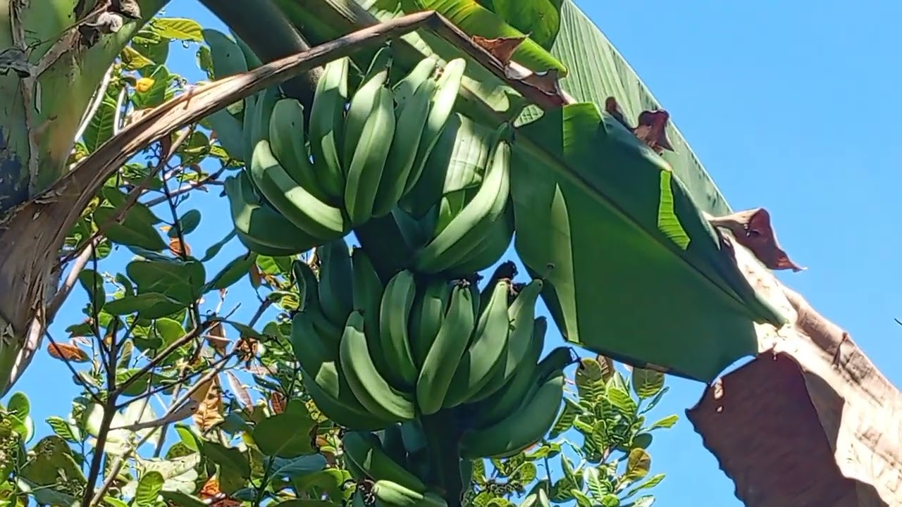 Về nhà ba mẹ ăn tết. Cả nhà đăng ký kênh ủng hộ mình nhé. 