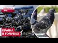 У містах України стрімко зростає кількість голубів: чим це небезпечно