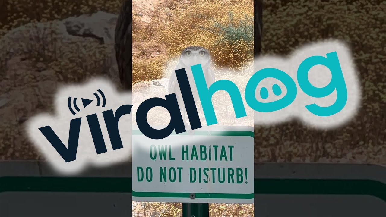 Burrowing Owl Uses All the Body Language || ViralHog