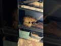 Cheeto kitten 🐱 chills