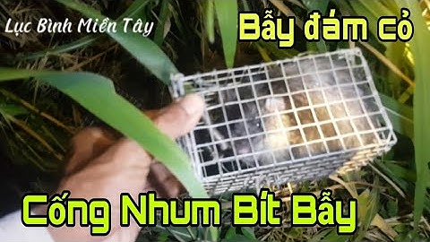 Bẫy chuột đồng theo đường mòn dưới đám cỏ trồng cho bò ăn