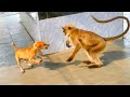 Dog Vs Langoor Monkey Vs Dog Dog Vs Monkey Who Will Win Dog Vs Monkey 
