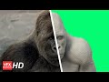 Peta VFX Breakdown by FABLEfx