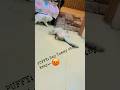 Tom Cat vs Puffy Cat – Crazy Cat Fight with Funny Sounds 😂🐾