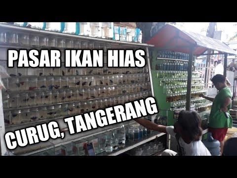 Pasar Ikan Hias Curug Tangerang Part 2 Rsvlog 19 Youtube
