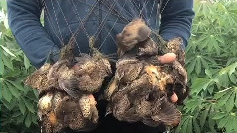 Bẫy chim cút đêm # hướng dẫn ae chọn   loa tiếng để đánh cút đêm