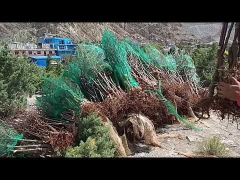 उच्च घनत्व प्रविधिको स्याउ बगैेंचाकाे लागि उन्नत जातका विरुवाहरू