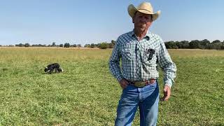 WH Beef Pregnancy Checking Cattle