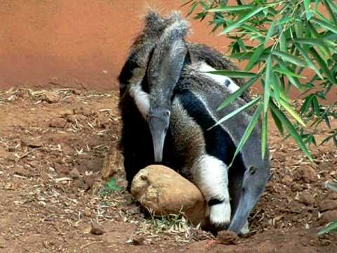 tamandua fazendo T-POSE, amém 🙏🙏 : r/RecantoDoBaiacu