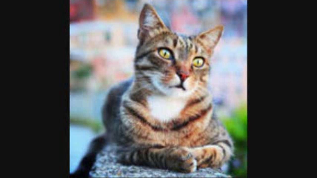 cat behaviour training Seven Most Common Illnesses in Senior Cats | Cat Care Tips