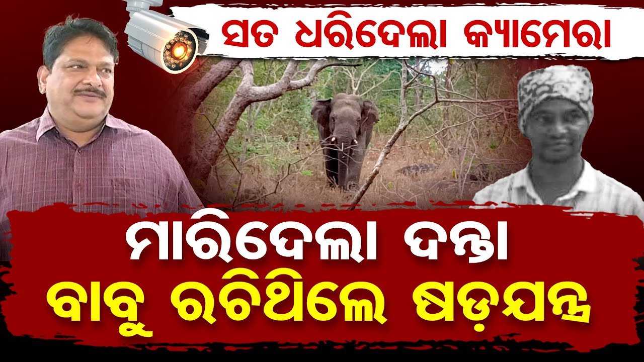 ସତ ଥିଲା ହାତୀ କିନ୍ତୁ ମିଛ ଥିଲା ଗଜସାଥୀ || Elephant Attack In Balangir || Odisha Reporter