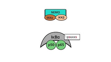 NF-κB pathways, Part 1: The canonical pathway of NF-κB activation