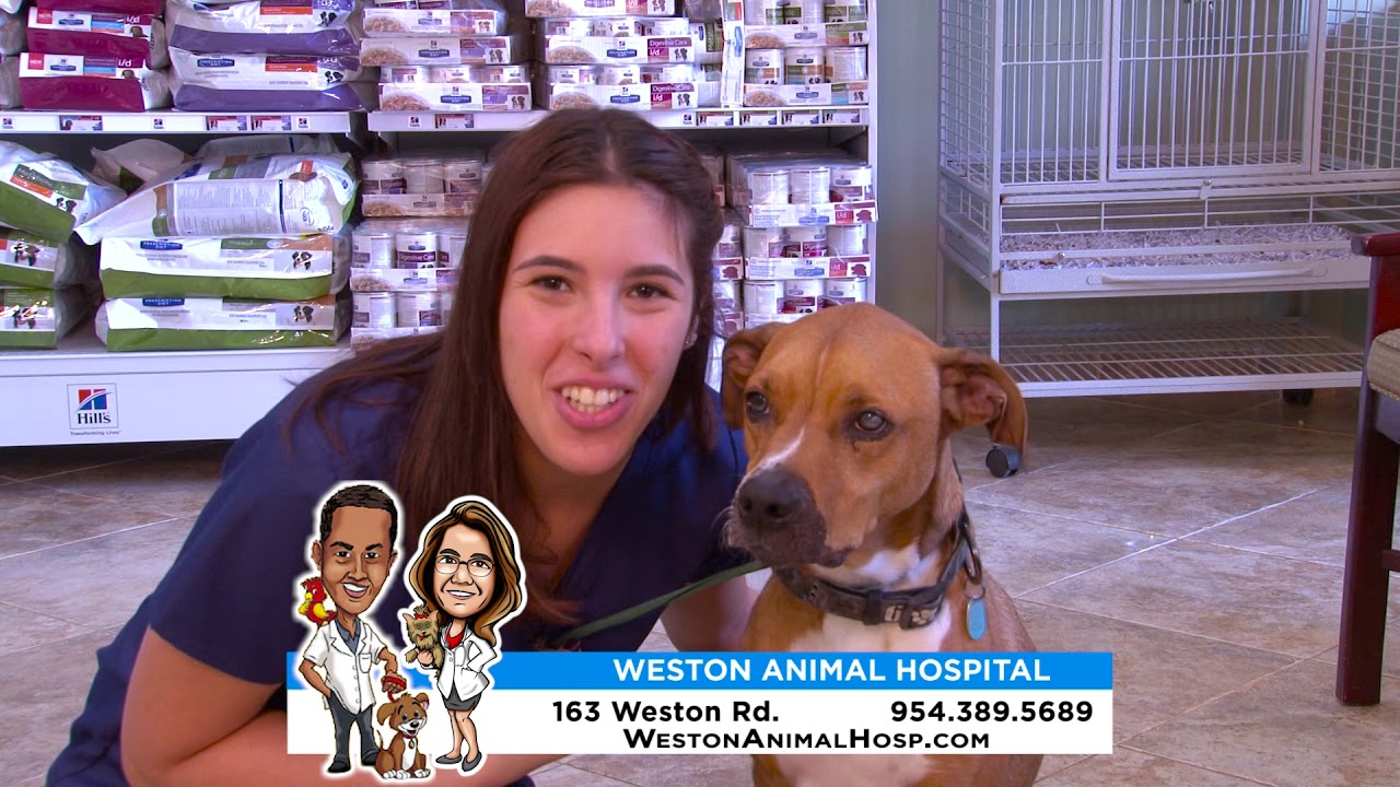 WESTON ANIMAL HOSPITAL 2018 YouTube