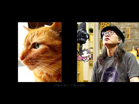 名前のない猫　日足NSP