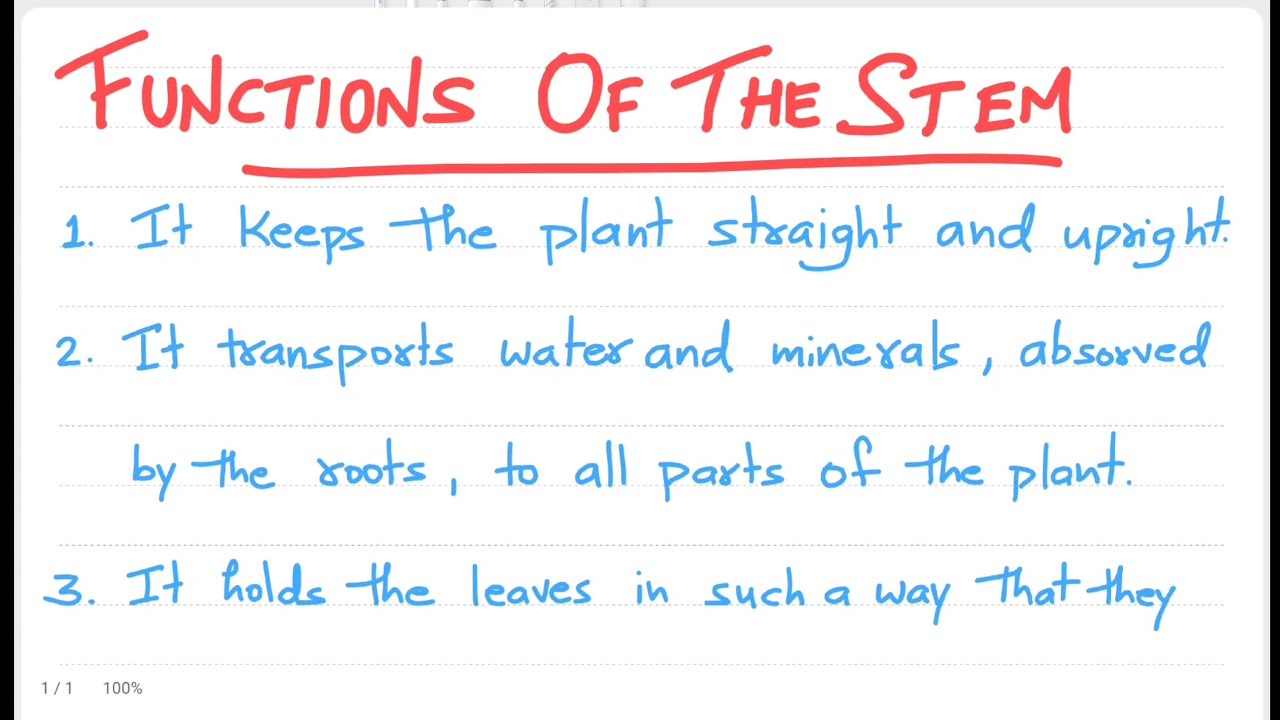 Functions of Stem | Stem Function - YouTube