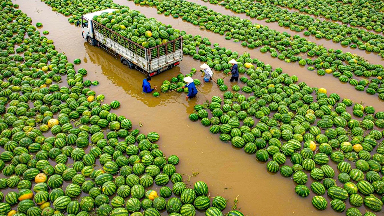 Massive Harvest Bringing In Millions Tons Of Fruit And Generating Millions Of Dollars For Farmers
