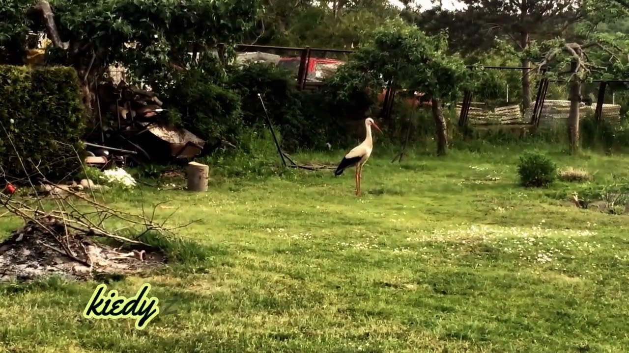 💚 Pamięci bocianka Wojtka z Lublewa 💚.....