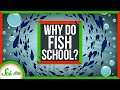 Why Do Fish School?