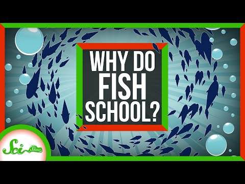 Why Do Fish School? thumbnail