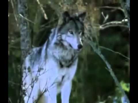 Клип-Одинокий волк-01-04-2013г.S_V_N_;;.