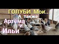 Голуби мои, Артёма и Ильи - Моздокские.My pigeons, Artyom and Ilya - Mozdok.